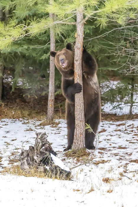 Framed Print : A Grizzly Bear enjoys the winter weather in Montana