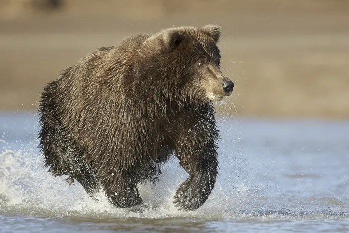 Framed Print : Grizzly bear, grizzly bears (Ursus arctos horribilis) Framed Print : Grizzly bear, grizzly bears (Ursus arctos horribilis)