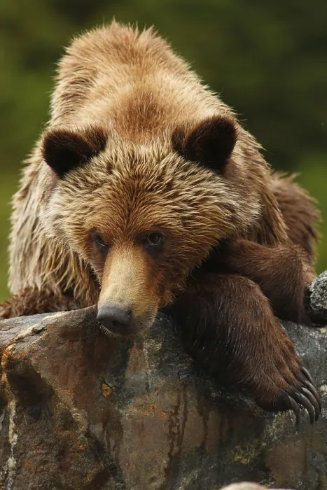 Framed Print : Grizzly bear, grizzly bears (Ursus arctos horribilis)