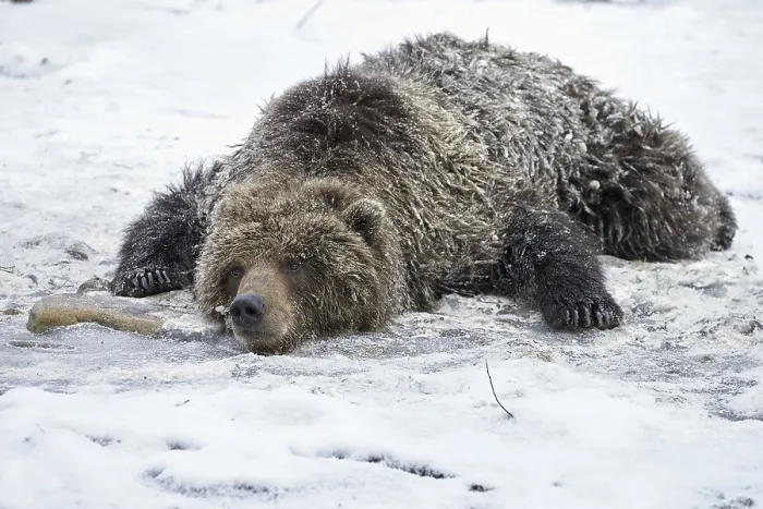 Framed Print : Grizzly bear, grizzly bears (Ursus arctos horribilis)