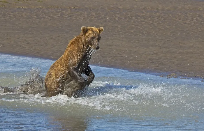 Framed Print : Grizzly bear hunting (Ursus arctos horribilis)
