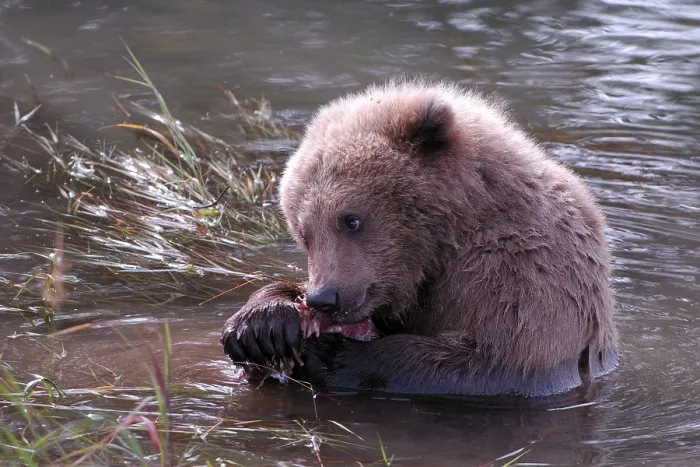 Framed Print : Grizzly bear (Ursus arctos horribilis)