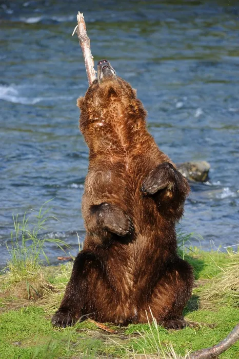 Framed Print : Grizzly bear (Ursus arctos horribilis)