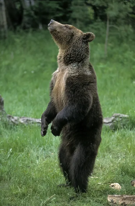 Framed Print : Grizzly bear (Ursus arctos horribilis)