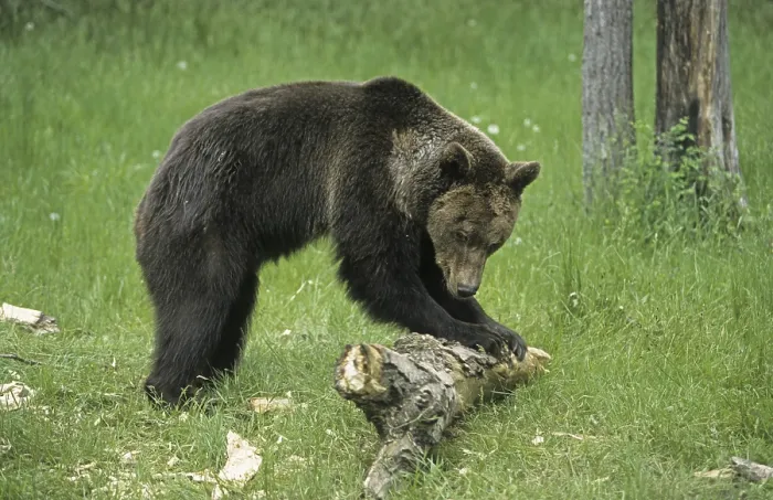 Framed Print : Grizzly Bear (Ursus arctos horribilis)