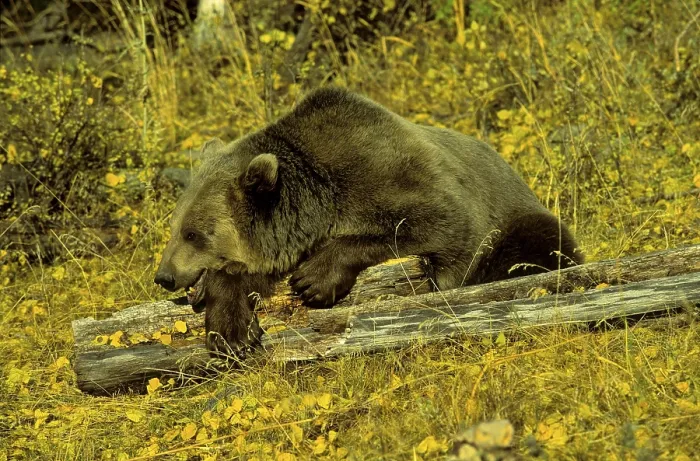 Framed Print : Grizzly bear (Ursus arctos horribilis)