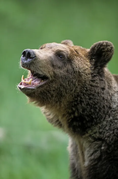 Framed Print : Grizzly bear (Ursus arctos horribilis)
