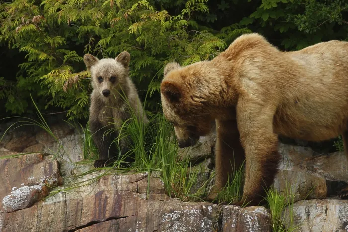 Framed Print : Grizzly bear (Ursus arctos horribilis)