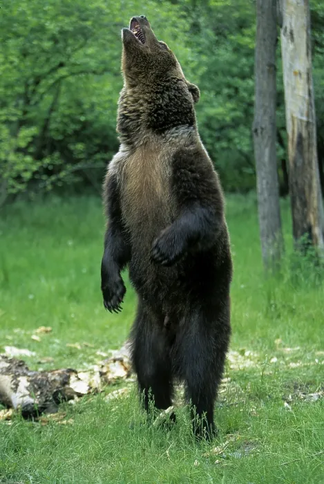 Framed Print : Grizzly bear (Ursus arctos horribilis) Framed Print : Grizzly bear (Ursus arctos horribilis)