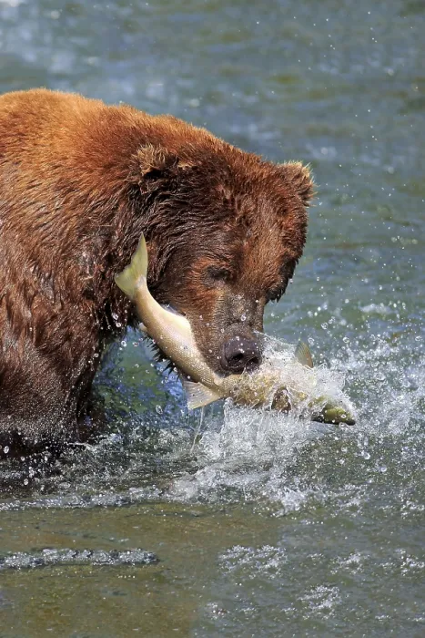 Framed Print : Grizzly bear (Ursus arctos horribilis)