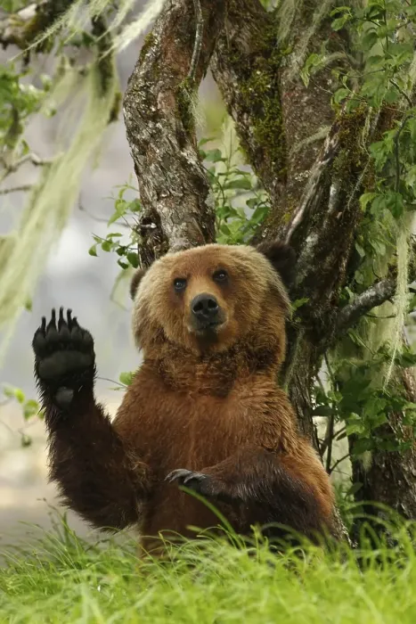 Framed Print : Grizzly Bear (Ursus arctos horribilis) adult, scratching back against Pacific Crabapple (Malus fusca) trunk, in clearing of temperate coastal rainforest, Inside Passage, Coast Mountains, Great Bear Rainforest, British Columbia, Canada, North America