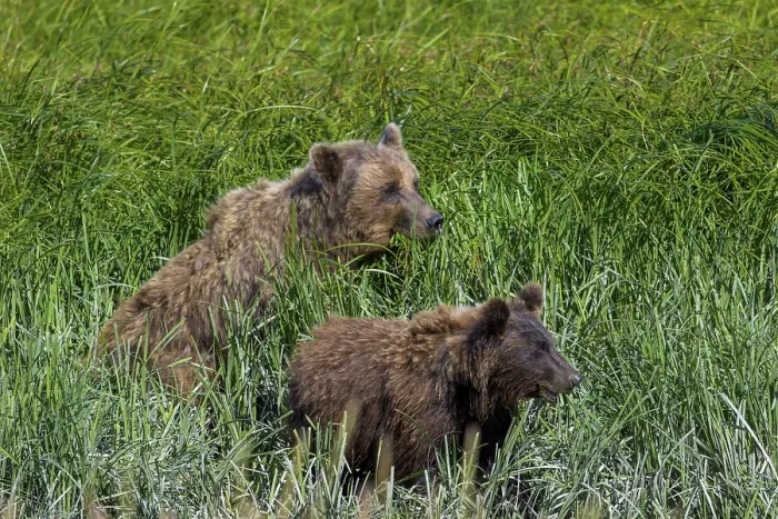 Framed Print : Two grizzly bears (Ursus arctos horribilis) in a dense grass field in the wild
