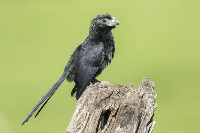Framed Print : Groove-billed Ani (Crotophaga sulcirostris) perched on an old pale