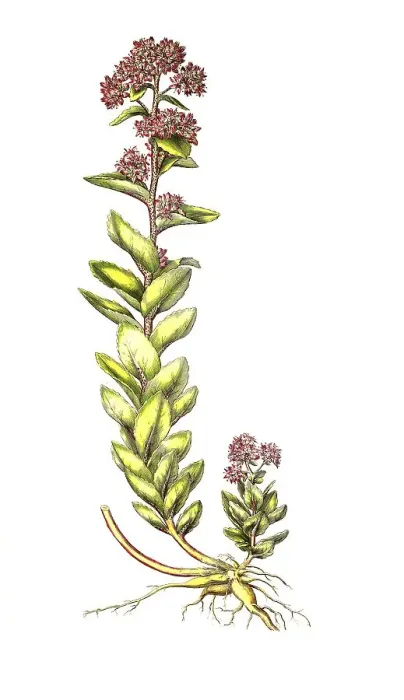 Framed Print : Grosse Fetthenne, Hylotelephium telephium (Sedum telephium)