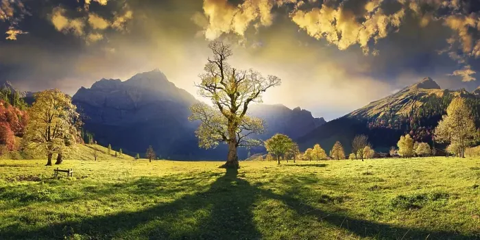 Framed Print : Grosser Ahornboden Panorama with autumnal colourful gnarled maple tree in low sun below the Spritzkar