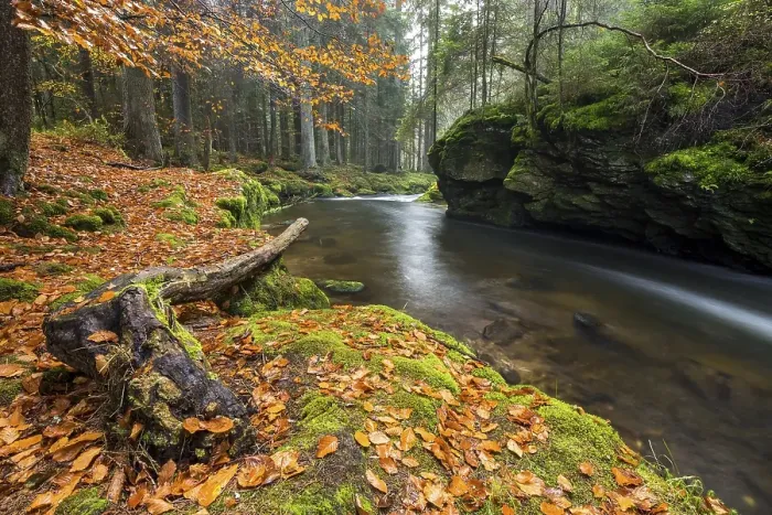 Framed Print : Grosser Regen river, autumn, Bavarian Forest National Park
