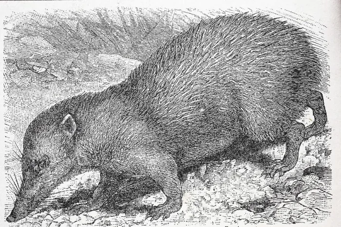 Framed Print : Grosser (Tenrec ecaudatus) Tenrek Framed Print : Grosser (Tenrec ecaudatus) Tenrek