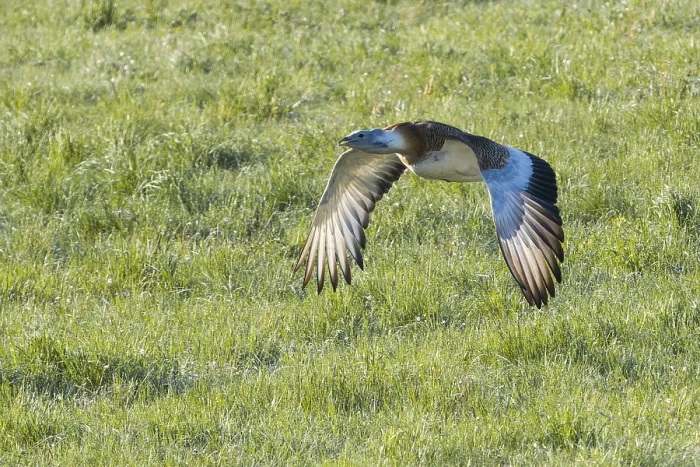 Framed Print : Grosstrappe Maennchen (Otis tarda) im Flug ueber eine Wiese Framed Print : Grosstrappe Maennchen (Otis tarda) im Flug ueber eine Wiese