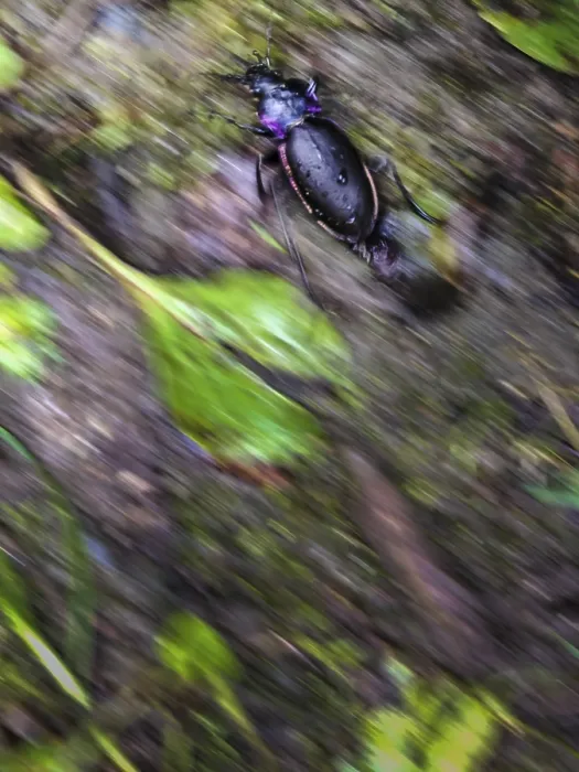 Framed Print : Ground beetle (Carabus nemoralis)