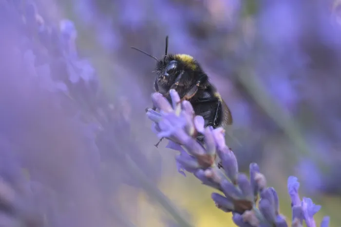Framed Print : Ground bumblebee (Bombus terrestris) collecting nectar in lavender (Lavendula)