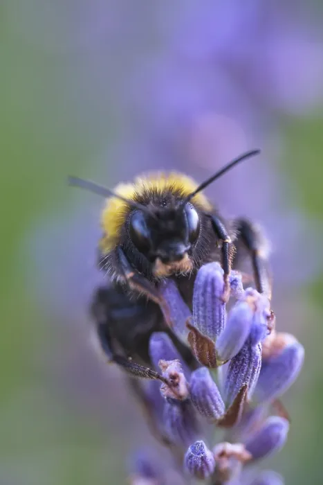 Framed Print : Ground bumblebee (Bombus terrestris) collecting nectar in lavender (Lavendula)