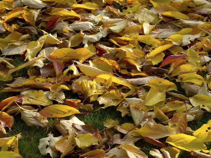 Framed Print : A ground covered with yellow-brown autumn leaves Framed Print : A ground covered with yellow-brown autumn leaves