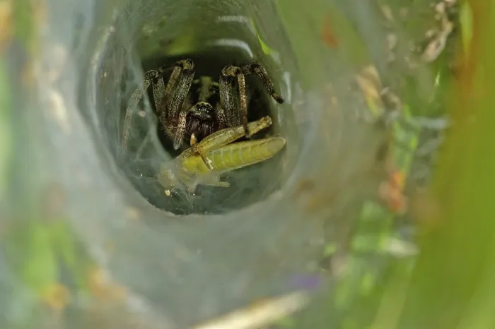 Framed Print : Ground hopper spider in web with grasshopper
