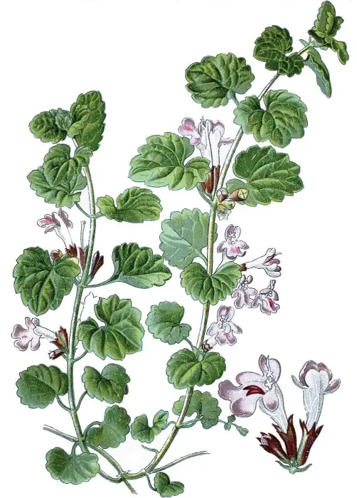 Framed Print : Ground-ivy, gill-over-the-ground (Glechoma hederacea)