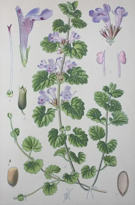 Framed Print : Ground-ivy (Glechoma hederacea)