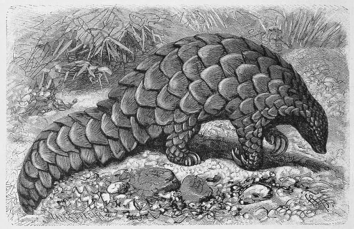 Framed Print : Ground pangolin, Manis temminekii Framed Print : Ground pangolin, Manis temminekii
