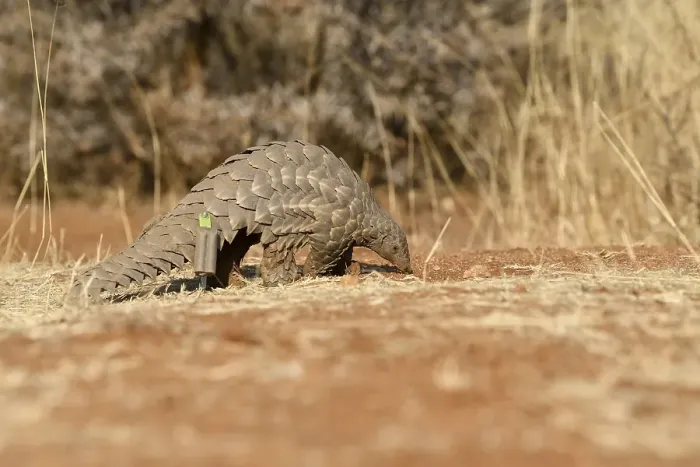 Framed Print : Ground pangolin (Smutsia temminckii)