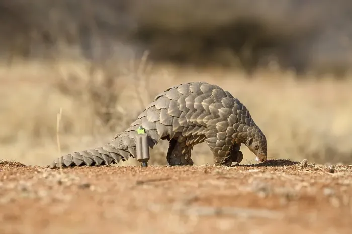 Framed Print : Ground pangolin (Smutsia temminckii)
