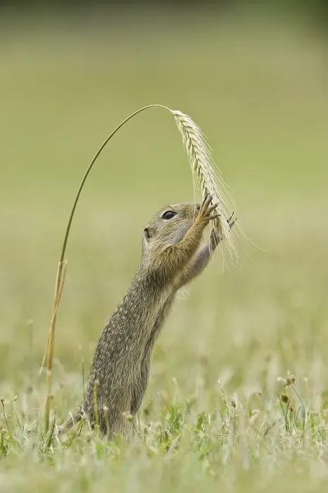 Framed Print : Ground squirrel (Spermophilus citellus)