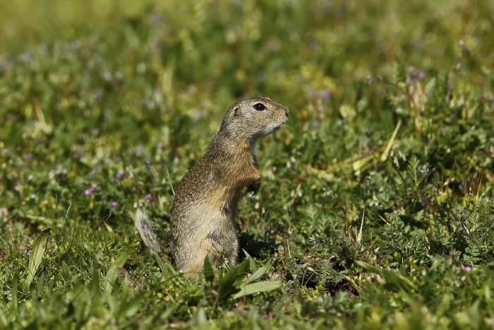Framed Print : Ground squirrel, Spermophilus, eating Framed Print : Ground squirrel, Spermophilus, eating