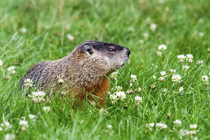 Framed Print : Groundhog feeding in a garden, Marmota monax Framed Print : Groundhog feeding in a garden, Marmota monax