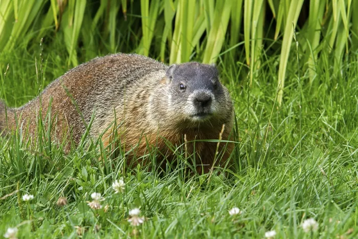 Framed Print : Groundhog feeding in a garden, Marmota monax Framed Print : Groundhog feeding in a garden, Marmota monax