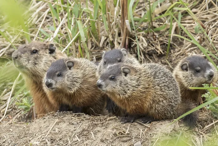Framed Print : Groundhog (Marmota) or woodchuck