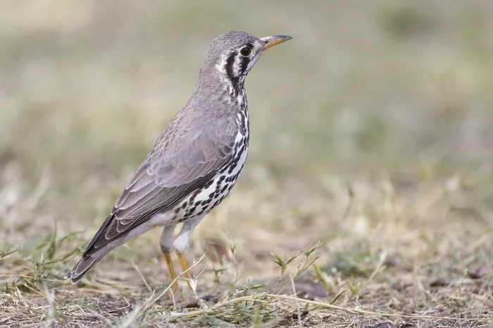 Framed Print : Groundscraper Thrush (Turdus litsitsirupa)