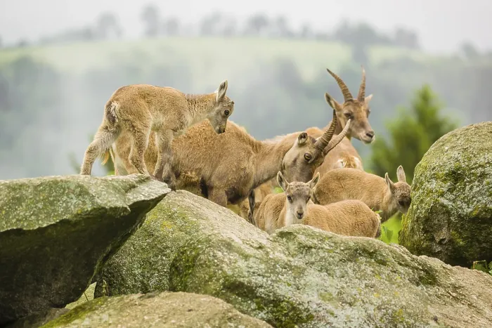 Framed Print : A group of adult female ibex (Capra ibex) and some young stand on a rock Framed Print : A group of adult female ibex (Capra ibex) and some young stand on a rock