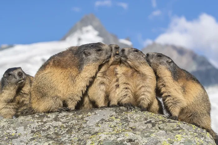 Framed Print : Group of Alpine Marmots, Marmota marmota
