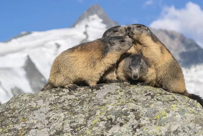Framed Print : Group of Alpine Marmots, Marmota marmota