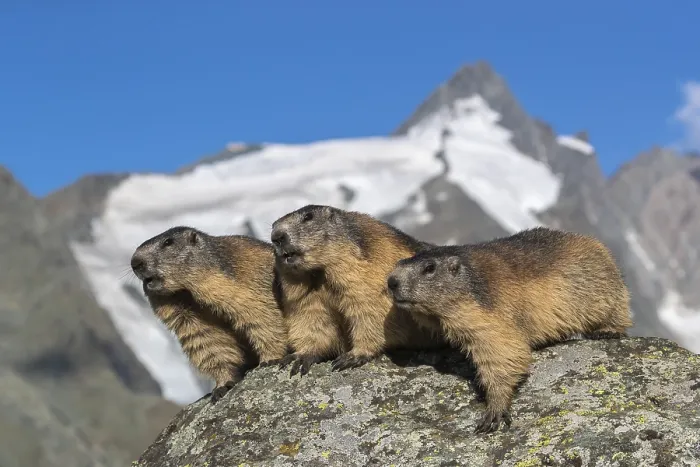 Framed Print : Group of Alpine Marmots, Marmota marmota Framed Print : Group of Alpine Marmots, Marmota marmota