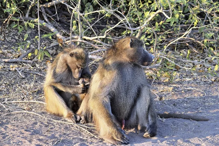 Framed Print : A group of baboons grooming themselves in Chobe National Park