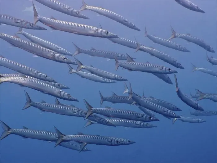 Framed Print : Group of barracuda (Sphyraena viridensis) Framed Print : Group of barracuda (Sphyraena viridensis)
