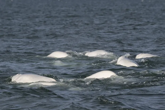 Framed Print : Group of belugas, beluga whales (Delphinapterus leucas) Framed Print : Group of belugas, beluga whales (Delphinapterus leucas)
