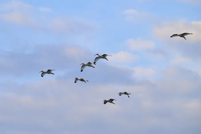 Framed Print : A group of birds flying under a blue