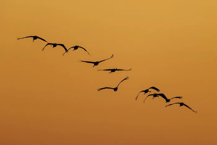 Framed Print : Group of birds flying in a curved formation at sunset Framed Print : Group of birds flying in a curved formation at sunset