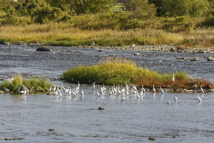 Framed Print : A group of birds on small islands in a river