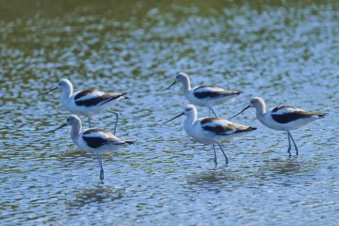 Framed Print : A group of birds stand in shallow water
