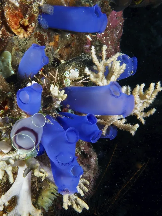 Framed Print : Group of Blue Sea Squirts (Clavelina coerulea) surrounded by corals in the ocean